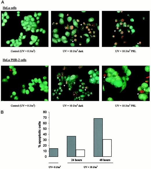 Fig. 6. Apoptotic morphological changes are reduced after photoreactivation in HeLa-PHR2 cells. A, morphological aspect of live (green) and apoptotic cells(orange; arrows) 48 h after the respective treatments. B, 1000 to 1500 cells were counted for each condition represented in the graphic, where gray bars correspond to samples maintained in the dark and open bars correspond to those exposed to PRL.