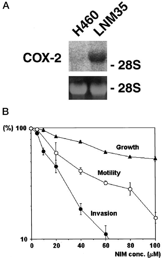 Fig. 4. Northern blot analysis of COX-2 expression in LNM35 and its parental NCI-H460 cell lines (A) and the effect of nimesulide on cell growth, motility, and invasion in vitro (B). A, COX-2 expression is significantly increased in LNM35 when compared with that in NCI-H460. B, the inhibition of invasion through Matrigel as well as of cell motility by treatment with nimesulide is clearly seen in LNM35 in vitro. Cell growth was analyzed after incubation for 4 days. Cell motility and invasion were analyzed after incubation for 24 h.