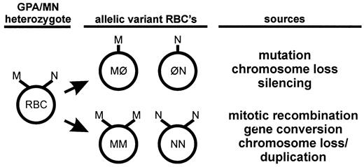 Fig. 1. The GPA Vf assay. The GPA assay uses a combination of immunostaining and flow cytometric analysis to detect and quantify M/N variant erythrocytes that arise by somatic mutation in the erythroid lineage of M/N heterozygous donors. The M/N antigens are encoded by the autosomal GPA locus on chromosome 4. GPA gene mutations, chromosome loss, or the epigenetic silencing of one GPA allele can give rise to M/Ø andØ/N allele loss variants (top, centerand right panels). GPA M/M and N/N variants(bottom, center and right panels) can arise by mitotic recombination, gene conversion, or chromosome 4 missegregation or loss and then reduplication of the remaining chromosome 4. Ø/N and N/N Vf are most often reported because they can be determined at low background frequencies(≥1 in 106; Ref. 6).