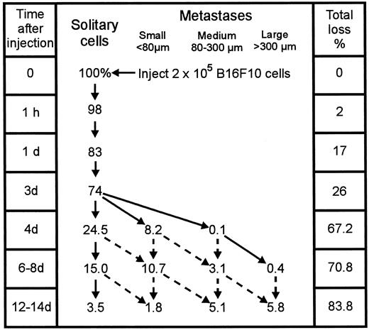 Fig. 3. Flow chart summarizing metastatic progression of B16F10 cells up to 14 days after injection to target lung, demonstrating the sequence of cell loss contributing to metastatic inefficiency. Middle, survival either as individual cells or as metastases of progressive sizes; broken arrows, some of the possible alternatives for metastatic development; right, progressive total loss.