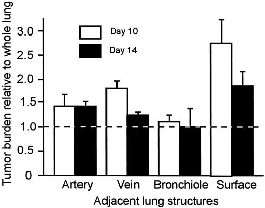 Fig. 5. Tumor burden at lung structures relative to average for whole lung section (horizontal line at unity) at days 10 and 14 (n = 3 mice each day; bars, SE). For days 10 and 14 combined, differences from unity were significant for arteries, veins, and the lung surface(P < 0.05).