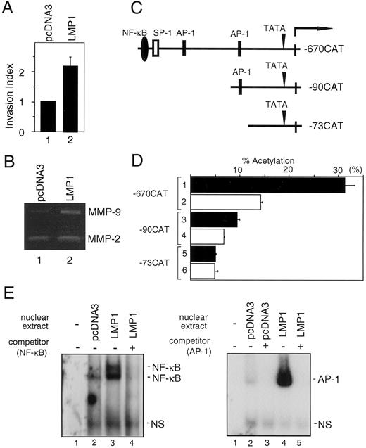 Fig. 1. Contribution of LMP1 to invasiveness and MMP-9 expression. A, in vitro invasion assay. The invasion index is calculated as in “Materials and Methods.” Averages with SDs (bars) from two sets of three experiments are shown. pcDNA3, C33A cells stably transfected with pcDNA3; LMP1, C33A cells stably expressing LMP1. B, gelatin zymography. Conditioned media were collected from C33A cells stably transfected with pcDNA3 and C33A cells stably expressing LMP1. C, schematic diagram of MMP-9 promoter constructs. Filled rectangles, AP-1 binding sites; filled oval, NF-κB binding site; open rectangle, SP-1 binding site; arrowhead, TATA box. Arrow, RNA start site. D, CAT reporter assays. CAT reporter constructs shown in C were transfected into C33A cells stably transfected with pcDNA3 (□) and C33A cells stably expressing LMP1 (▪). The relative CAT activities from four experiments are shown; bars, SD. E, EMSA. Nuclear extracts from C33A cells stably transfected with pcDNA3 (pcDNA3) or C33A cells stably expressing LMP1 (LMP1) were mixed with either NF-κB(left panel) or AP-1 (right panel) 32P-labeled probes. Excess of nonlabeled NF-κB and AP-1 probes (×100) were used as competitors (NF-κB,5′-GATCGGGTTGCCCCAGTGGAATTCCCCAGCCTT-3′; AP-1,5′-GATCTTCTAGACCGGATGAGTCATAGCCTT-3′). Underlined letters indicate binding sequences in the promoter of the MMP-9 gene. NS, nonspecific binding.