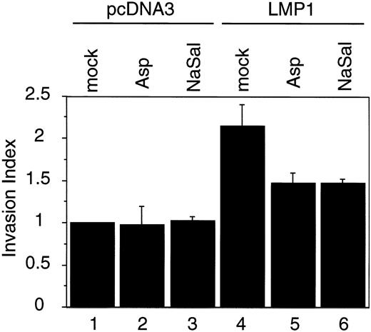 Fig. 3. Association of in vitro invasiveness with LMP1 and its inhibition by aspirin and sodium salicylate. In vitro invasion assays were carried out as described in Fig. 1<$REFLINK>. Asp, treatment with 5 mm aspirin; NaSal, treatment with 10 mm sodium salicylate; pcDNA3, C33A cells stably transfected with pcDNA3; LMP1, C33A cells stably expressing LMP1. Bars, SD.