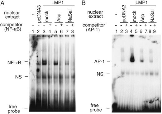 Fig. 6. Induction of NF-κB (A) and AP-1(B) DNA binding activity by LMP1 and its suppression by aspirin and sodium salicylate. Nuclear extracts from C33A cells stably transfected with pcDNA3 (pcDNA3) or C33A cells stably expressing LMP1 (LMP1) in the absence or the presence of the treatment with 5 mm aspirin (Asp) or 10 mm sodium salicylate (NaSal) were mixed with either NF-κB or AP-1 32P-labeled probes. An excess of nonlabeled NF-κB or AP-1 probe (×100), shown in Fig. 1<$REFLINK>, was used as competitor. NS, nonspecific binding.