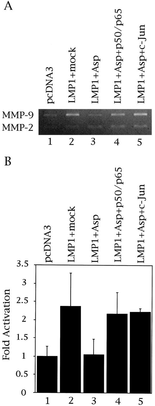 Fig. 7. Restoration of MMP-9 expression and promoter activity. Expression plasmids of NF-κB subunits p50 (0.2 μg) and p65 (1 μg)or c-Jun (0.5 μg) were cotransfected with LMP1. A,conditioned media with or without treatment with 5 mmaspirin were collected and analyzed by gelatin zymography. Bars, SD. B, cells treated with or without 5 mm aspirin were harvested, and promoter activity was analyzed by CAT assay with −670 CAT construct. Bars, SD.