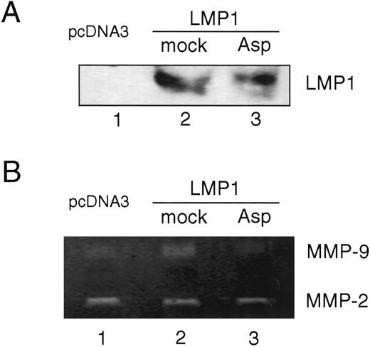 Fig. 9. Induction of MMP-9 by LMP1 in tumors grown in nude mice and its suppression by aspirin. A, immunoblots for LMP1. Lysates were obtained from equal amounts of C33A/pcDNA3 or C33A/LMP1 cell-derived tumors with or without treatment with aspirin. One hundred and thirty μg of protein were loaded. B, gelatin zymography. Lysates were obtained from equal amounts of C33A/pcDNA3 or C33A/LMP1 cell-derived tumors with or without treatment with aspirin.
