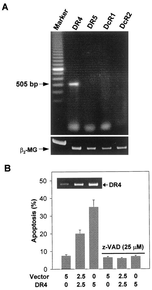 Fig. 3. Detection of DRs responsible for TRAIL-induced apoptosis in PC-3 cells. A, RT-PCR analysis of TRAIL receptor expression. Total RNA was isolated from PC-3 cells using the TRIzol reagent. Reverse transcription and PCR were performed as described in“Materials and Methods.” PCR products were analyzed by agarose gel electrophoresis. Arrow, size of amplified sequence. Reverse transcription-PCR for human β2-microglobulin(β2-MG) mRNA was included as internal control. B, induction of apoptosis by DR4 overexpression. PC-3 cells were plated in six-well plates at a density of 1.5 × 105 cells/well and were transfected with increasing amounts (μg) of DR4 expression vector in the presence or absence of z-VAD-fmk by the calcium-phosphate method. Total DNA in each well was adjusted to 5 μg with empty vector. Forty-eight h after transfection,expression of DR4 was analyzed by reverse transcription-PCR. Apoptotic cells were determined by annexin-V-FITC staining. The data presented are examples or means of three independent experiments; bars, SD.