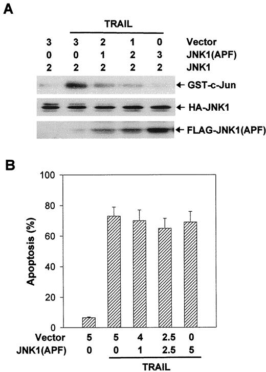 Fig. 5. Roles of JNK1 in TRAIL-induced apoptosis. A, effect of a dominant-negative JNK1 on TRAIL-induced JNK1 activation. PC-3 cells were plated in six-well plates and transfected with 2 μg of plasmid encoding HA-JNK1 and different amounts (μg) of the empty vector or the vector encoding FLAG-JNK1(APF), a dominant-negative mutant of JNK1, by the calcium-phosphate method. After transfection, cells were treated with TRAIL (100 ng/ml) for 3 h. Exogenous JNK1 was immunoprecipitated with monoclonal anti-HA antibody (12CA5; Boehringer Mannheim,Indianapolis, IN) and assayed for kinase activity using GST-c-Jun as substrate. The expression levels of HA-JNK1 or FLAG-JNK1(APF) were determined by Western blotting with the specific antibody against HA or FLAG (M2; Sigma), respectively. B, effect of JNK1(APF)on TRAIL-induced apoptosis. PC-3 cells were transfected with increasing amounts (μg) of JNK1(APF) expression vector. The total amount of DNA in each well was adjusted to 5 μg with empty vector. Forty-eight h after transfection, cells were stimulated with 100 ng/ml of TRAIL for 6 h. Apoptotic cells were analyzed by annexin-V-FITC staining. Columns, means for three individual experiments; bars, SE.