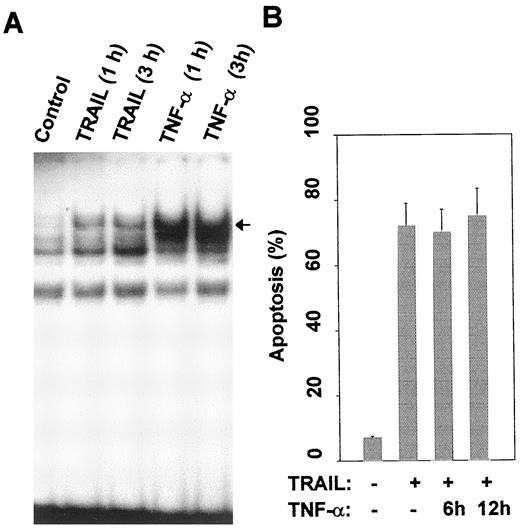 Fig. 6. The roles of NFκB in TRAIL-induced apoptosis. A, effect of TRAIL on NFκB activity. Nuclear extracts were prepared from PC-3 cells treated with TRAIL (100 ng/ml) or TNF-α(50 ng/ml) from 1 to 3 h. NFκB binding activity was measured by electrophoretic mobility shift assays described in “Materials and Methods.” Arrow, NFκB/DNA complex. B,effect of NFκB activation on TRAIL-induced apoptosis. PC-3 cells were pretreated with TNF-α (50 ng/ml) for 6 or 12 h prior to challenge with TRAIL (100 ng/ml) for 6 h. Apoptotic cells were determined by annexin-V-FITC staining. Columns, means for three individual experiments; bars, SE.