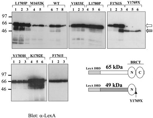 Fig. 1. Expression levels of loss-of-function BRCA1 mutants. Cell lysates containing comparable cell numbers were separated on SDS-PAGE. At least two independent transformants were assayed for each mutant to control for clonal variation. LexA fusion mutant proteins expressed in yeast were detected by Western blot using a monoclonal α-LexA antibody. A schematic representation of the fusion proteins bearing missense mutations [white arrow, Mr65,000 (65 kDa)] and a nonsense mutation[gray arrow, Mr 49,000(49 kDa)] is shown. Note that mutation Y1769X disrupts the BRCT-C but retains BRCT-N.