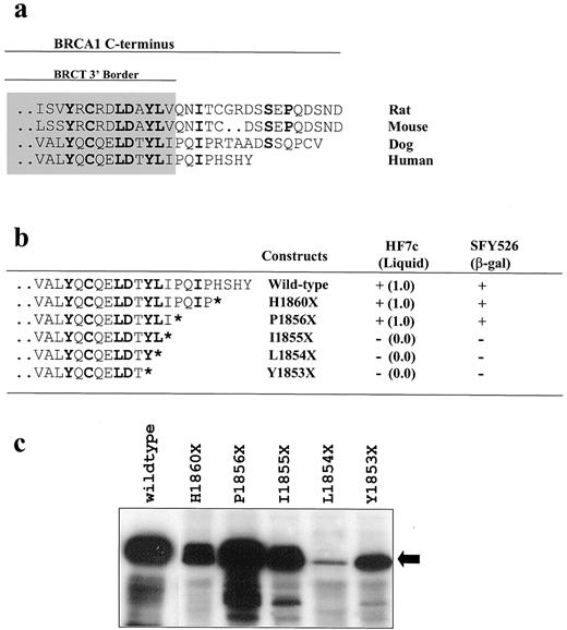 Fig. 2. Deletion analysis of the COOH-terminal region. a, alignment of the wild-type sequences of the COOH terminus of rat, mouse, dog, and human BRCA1. Amino acids in bold represent conserved residues. Shaded area, residues at the 3′ border of the BRCT-C domain. b, transcriptional activity of GAL4 DBD fusion deletion constructs, made in the context of BRCA1 amino acids 1560–1863. S. cerevisiae (HF7c) carrying the indicated fusion proteins were assayed for growth in the absence of tryptophan and histidine in liquid medium. Activity relative to cells growing in medium lacking tryptophan alone after 36 h is shown in parentheses. Filter β-galactosidase assays for SFY526 were scored at 12 h after X-gal addition. At least four independent clones were assayed for each construct. c,Western blot showing levels of protein expression of the different constructs (black arrow) detected by a α-GAL4-DBD monoclonal antibody.