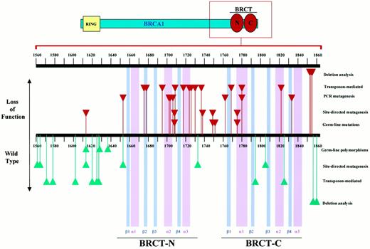 Fig. 3. Domain structure of the BRCA1 COOH terminal region (amino acids 1560–1863) and characterized mutations. Top panel, a schematic representation of full-length BRCA1 protein featuring the RING domain (yellow box) in the NH2-terminal region and the BRCT domains (red circles) in the COOH-terminal region. The region analyzed in this study is contained in the red box, which is enlarged and represented in the bottom panel. Purple and pink bars, predictedβ-strands and α-helices, respectively. Secondary structure predictions were made by Zhang et al. (36)based on the crystal structure of the XRCC1 BRCT domain. Mutations represented in the upper part (red triangles) result in loss of function, whereas mutations in the lower part (green triangles) result in activity equal or higher than wild type. Germ-line mutations and polymorphisms are variants defined by genetic linkage to be disease-associated and benign polymorphisms, respectively. Site-directed mutagenesis, PCR mutagenesis, transposon-mediated mutagenesis, and deletion analysis represent mutations that have been characterized by transcription activation assay in yeast to be either loss of function (upper part) or wild type (lower part).