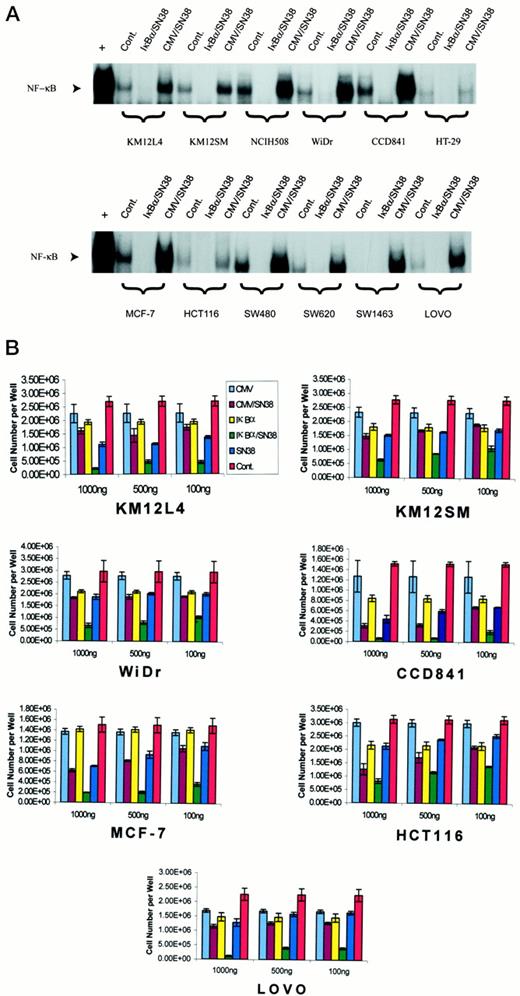 Fig. 1. A, the EMSA was used to evaluate NF-κB activation induced by 1 μg/ml SN38 in human colorectal and breast(MCF-7) cancer cell lines. Chemotherapy-induced activation of NF-κB was observed in 11 of 12 cancer cell lines tested, suggesting that NF-κB activation is induced by SN38 in most colorectal cancer cell lines. Positive control (+) was KM12L4 cells treated for 2 h with 10 ng/ml TNF-α (a potent activator of NF-κB). The figure shown is representative of the findings from two experiments. B,effect of NF-κB inhibition on human cancer cells treated with different concentrations of SN38. Cells were treated with adenovirus control vector alone (CMV) or with SN38 (CMV/SN38),adenovirus vector expressing the super-repressor IκBα alone(IκBα) or with SN38 (IκBα/SN38), SN38 alone(SN38) or vehicle alone (Cont.). All virus infections were performed 24 h prior to drug treatment. Cell counts obtained at 96 h after drug treatment are reported as the mean of triplicate cultures; bars, SD.