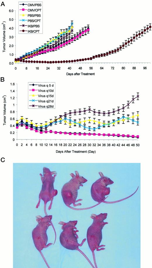 Fig. 2. The ability of the super-repressor IκBα to enhance sensitivity to CPT-11 was assessed in a LOVO xenograft model. A, tumoricidal response of LOVO tumors to CPT-11 administered in combination with the adenovirus vector expressing the super-repressor IκBα (Ad.CMV.IκBα) compared with control adenovirus (Ad.CMV3), or vehicle alone. Adenovirus was administered as a weekly intratumoral injection of 1 × 1010pfu/200 μl of virus for 3 weeks. CPT-11 (33 mg/kg) was administered i.v. every 4 days during the 20-day treatment period. PBS was administered i.v. as a control for treatment with CPT-11. Tumor diameters along two orthogonal axes were recorded every other day. Volume was calculated by assuming a spherical shape of the tumor, using the formula: volume = 4/3 πr3, where r is 1/2 (mean diameter of the tumor), and recorded as the mean for each treatment group(n = 15–19); bars, SE. B, the effect of differing schedules of Ad.CMV.IκBαadministration on tumoricidal response was assessed in vivo. Nude mice bearing s.c. LOVO tumors (mean diameter, 8–10 mm) were treated over a 50-day period with i.v. CPT-11 (33 mg/kg every 4 days) and differing schedules (every 5, 10, 15, and 28 days) of intratumoral injection of the adenovirus expressing the super-repressor IκBα (Ad.CMV.IκBα at a dosage of 1 × 1010 pfu/200 μl). Tumor volume was calculated by assuming a spherical shape of the tumor, using the formula: volume = 4/3 πr3, where r is 1/2(mean diameter of the tumor measured along two orthogonal axes). Tumor volume (Y axis) was recorded as the mean volume for each treatment group (n = 10); bars, SE. C, representative animals from two treatment groups after 50 days of treatment as described in B. Top row, mice that have received intratumoral treatments with Ad.CMV.IκBα administered every 15 days compared with adenovirus treatment every 5 days (bottom row).