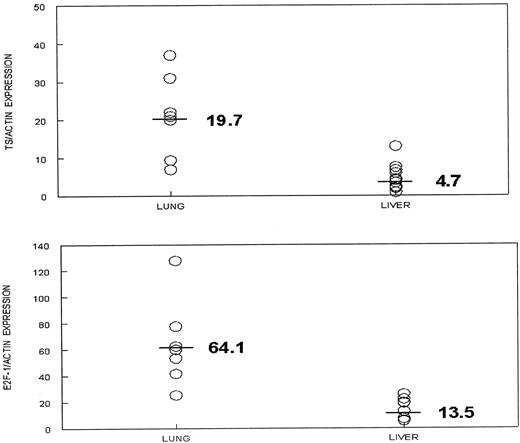 Fig. 1. Relative levels of TS and E2F-1 mRNA expression in lung and liver metastases of colon cancer. The Y axis scale is in relative units (specific mRNA expression/actin mRNA expression). The mean TS mRNA expression level in lung was 19.7, whereas that in the liver metastases group was 4.7 (top); the mean E2F-1 mRNA expression level was 64.1 in the lung metastases as compared with 13.5 in the liver metastases group (bottom).
