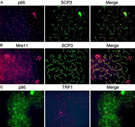 Fig. 2. p95 and MRE11 localize to telomeres during murine and human meiosis. Murine meiotic spread was stained with rabbit anti-p95 and mouse anti-SCP3 (A) or mouse anti-MRE11 and rabbit anti-SCP3 (B). p95 and MRE11 are associated with the distal ends of the chromosomes; MRE11 also appears to coat some chromosomes. C, staining of human meiotic spread stained with rabbit anti-p95 and mouse anti-TRF1 confirms that these p95 foci represent telomeres.