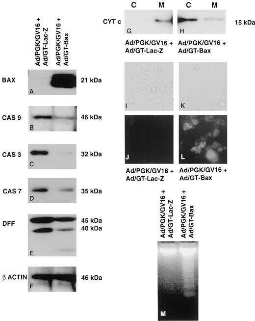Adenovirus-mediated Bax Overexpression for the Induction of Therapeutic ...