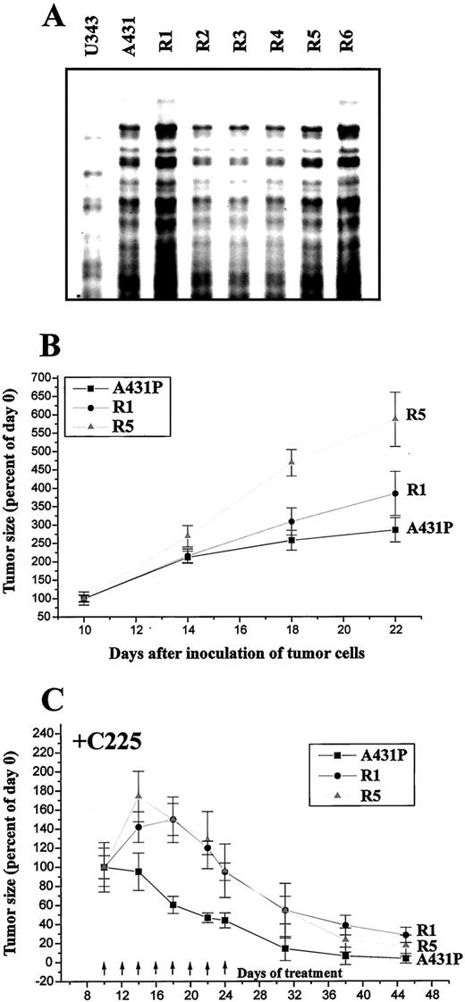 Fig. 2. Phenotypic profile of EGFR Ab-resistant variants of A431. A, DNA fingerprinting analysis showing identical banding pattern of resistant variants and parental A431 cells. B, growth of control tumors showing increased growth rate of R1 and R5 compared with the parental cells. C, treatment of R1 and R5 tumor xenografts with C225 in new hosts results in growth inhibition, but this is significantly delayed compared with the immediate antitumor response observed with the A431P tumors (see “Results” section for details). Error bars, SD.