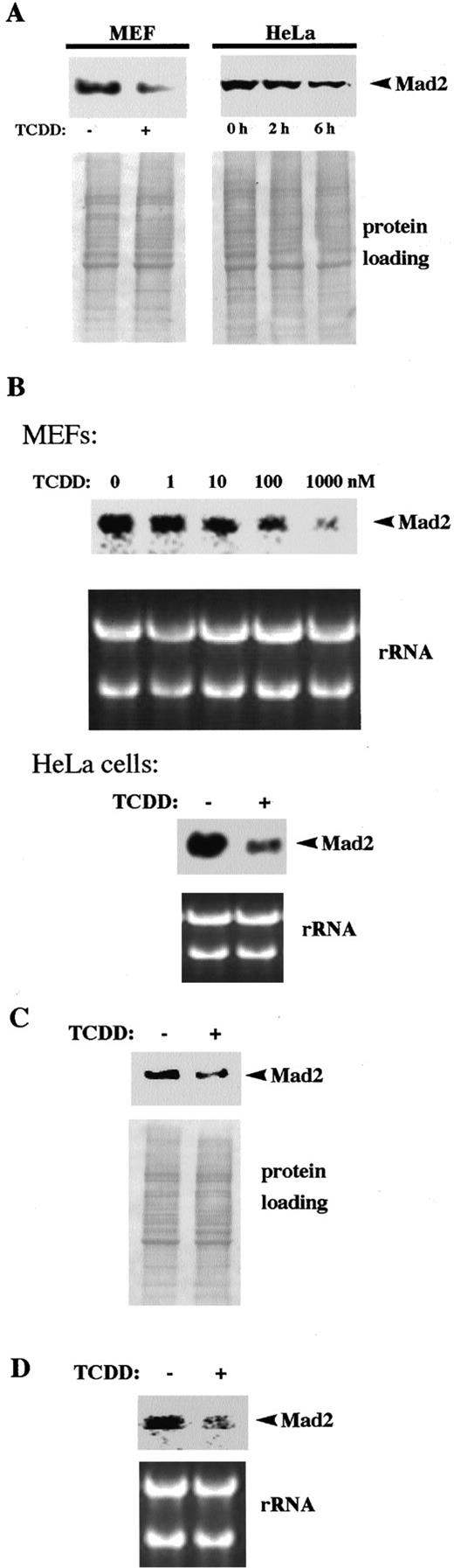 Fig. 1. TCDD treatment reduces Mad2 expression in MEFs and HeLa cells. A, Western blot analysis of whole-cell extracts (10-μg amounts of protein/lane) from MEFs and HeLa cells. MEFs were treated with 0.1% DMSO alone or 1 μm TCDD for 6 h. HeLa cells were treated with 1 μm TCDD for either 0, 2, or 6 h. Arrow, the Mad2 signal. Lower panel, a Ponceau-stained nitrocellulose membrane shown as a control for equal loading. B, TCDD treatment reduces Mad2 mRNA levels, demonstrated by Northern blot analysis of total RNA from MEFs and HeLa cells. MEFs were treated with 0.1% DMSO and TCDD (0, 1, 10, 100, and 1000 nm each) for 2 h. HeLa cells were treated with 0.1% DMSO alone or 1 μm TCDD for 6 h. An ethidium bromide-stained gel is shown as control. C, TCDD treatment also reduces Mad2 expression in AhR−/− MEFs, as shown by Western blot analysis of AhR−/− MEFs treated with 0.1% DMSO alone or 1 μm TCDD for 6 h. Lower panel, a Ponceau-stained nitrocellulose membrane shown as a control for equal loading. D, Northern blot analysis demonstrates that Mad2 mRNA is also reduced in AhR−/− MEFs treated with 0.1% DMSO alone or 1 μm TCDD for 2 h.