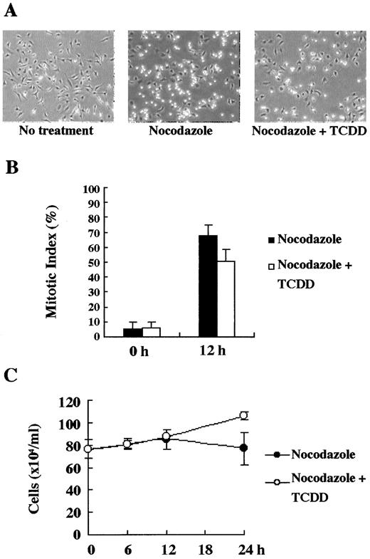 Fig. 2. Checkpoint response analysis after TCDD treatment. A, phase-contrast images of HeLa cells treated for 12 h with 0.1% DMSO alone or 1 μm TCDD in the presence of nocodazole (50 ng/ml). B, the mitotic index of HeLa cells treated for either 0 or 12 h with 0.1% DMSO alone or 1 μm TCDD in the presence of nocodazole (50 ng/ml). To measure the MI, we calculated the percentage of round-shaped cells, assumed to be mitotic. Data were obtained from >250 cells in four different fields. Bars, SE. C, the cell number count of HeLa cells treated with nocodazole (50 ng/ml) with or without 1 μm TCDD for 0, 6, 12, or 24 h. Cells were harvested at each time point, and then the cell numbers were counted by erythrometer. Bars, SE.