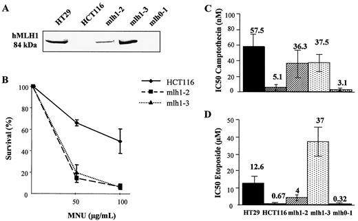 Fig. 5. Cytotoxicity of topoisomerase inhibitors to hMLH1-expressing HCT116 transfectants. A, expression of hMLH1 was analyzed on whole-cell lysates prepared on exponentially growing cells. Histograms represent the mean IC50values ± SD determined after 5 days of culturing with continuous exposure to CPT (B) or ETP(C). The IC50 is defined as the concentration of either drug that inhibited growth by 50%, relative to drug-free control. From left to right,the MMR-proficient HT29 cell line as a control, the hMLH1-deficient parental HCT116 cell line, two hygromycin-resistant HCT116 clones transfected with the hMLH1-expression vector(mlh1–2 and mlh1–3), and one clone transfected with the control vector (mlh0–1).