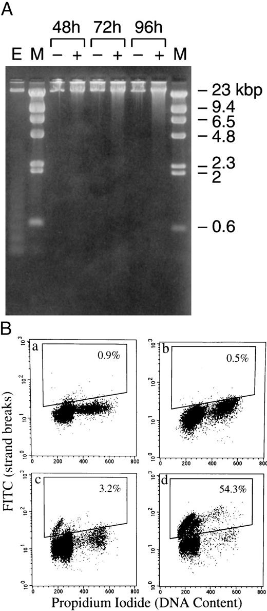 Fig. 1. Biochemical apoptotic hallmarks were not detected in irradiated MCF-7 cells. A, irradiated cells showing nondiscrete DNA degradation (+), and control unirradiated (−) cells were harvested at the noted time post-time 0 (irradiation time). Treatment of bovine aortic endothelial cells with H2O2, DNA extraction, and electrophoresis on agarose DNA gel were carried out as described in“Materials and Methods.” E, endothelial cells; M, λ DNA/HindIII markers. B, MCF-7 and endothelial cells were treated as above and processed for the TUNEL procedure 48 h after irradiation. a, control MCF-7; b, irradiated MCF-7; c, untreated endothelial cells; d,H2O2-treated endothelial cells.