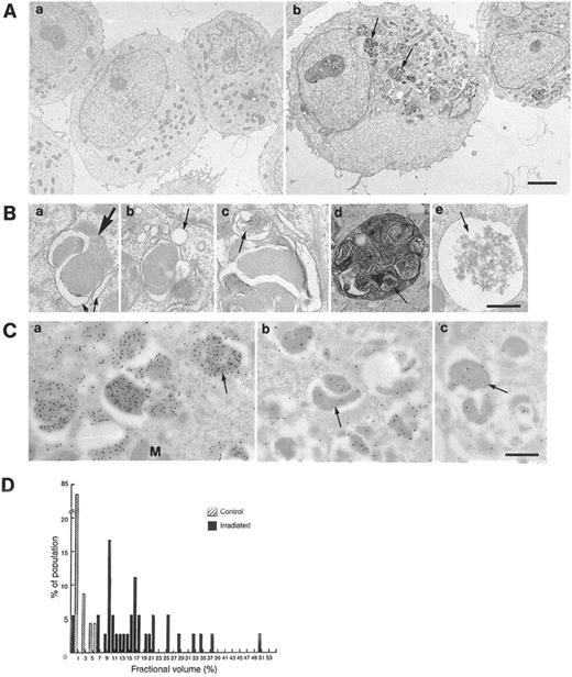 Fig. 2. Ultrastructure of AVO formed in irradiated cells. A, a, control unirradiated cells 48 h postirradiation time (Time 0). b, cells irradiated with 10 Gy, 48 h postirradiation. The arrow points to newly formed AVO. Bar(a–b), 4 μm. B, a–e, newly formed vesicular organelles in cells irradiated as above. The arrows point to the part-rough, part-smooth membrane cisternae (a), to vesicles fusing with membrane cisternae (b), to lamellar structures (c and d), and to residual digested material (e). Bar(a–e), 0.6 μm. C,concentration of the lysosomotropic agent DAMP in AVO (AVO-EM)demonstrated by immunogold histochemistry. Cells were stained with DAMP 24 h postirradiation with 10 Gy and processed for viewing as described in “Materials and Methods.” The arrowpoints to the gold particles over the AVO (a). Cells were incubated with 0.5 μm bafilomycin A1(b) or with 300 μm chloroquine(c) before the addition of damp. Bar (a–c), 0.6 μm. D, distribution of unirradiated and irradiated cell populations according to the fraction of the cytoplasmic volume occupied by AVO-EM (fractional volume). Fractional volume of AVO-EM was calculated as described in “Materials and Methods.”