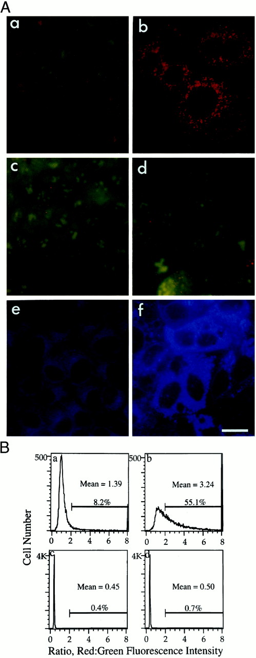 Fig. 3. A, detection of radiation-induced appearance of AVO by vital staining with lysosomotropic agents. Acridine orange: a and c, unirradiated cells; b and d, 30 h after irradiation with 10 Gy. c and d, cells were incubated with 200 nm bafilomycin A1 for 30 min before the addition of acridine orange. LysoSensor Blue DND-167: e,unirradiated cells; f, cells 30 h after exposure to 10 Gy. Bar, 18 μm. B, determination of mean red:green fluorescence ratio in acridine orange-stained cells using flow cytometry. The mean red:green fluorescence ratio in irradiated and control unirradiated cells was determined as described in “Materials and Methods.” a and c,unirradiated cells; b and d, 24 h after irradiation with 10 Gy; c and d,unirradiated and irradiated cells preincubated with 500 nmbafilomycin A1 30 min before the addition of acridine orange.