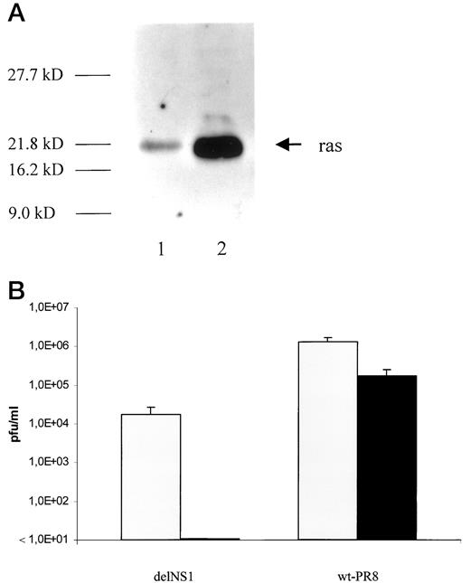 Fig. 1. A, Western blot using a ras-specific antibody. ras expression levels of 518-neo and 518-L1 cells were analyzed. The size marker is indicated at the left. Lane 1, 518-neo cells; Lane 2, 518-L1 cells. B, viral growth on 518-neo (▪) and 518-L1 (□) cells. Cells were infected at a m.o.i. of 0.1. Titers were determined at 48 h after infection. Shown are the mean viral titers and the SE of triplicate determinations.