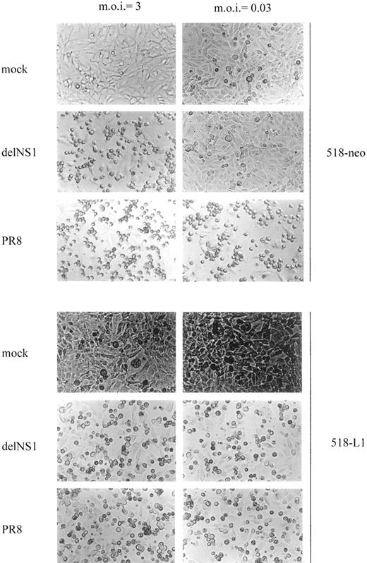 Fig. 3. CPE of wild-type PR8 and delNS1 virus on 518-neo and 518-L1 cells. Cells were infected at a m.o.i. of 3 and 0.03 (indicated at the top) and photographed at 36 and 72 h postinfection, respectively. The cell line is indicated to the right. Viruses are indicated at the left.
