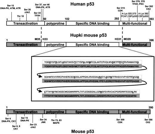 Fig. 1. Structural and functional domains of the human (clear background) and murine () p53 protein (not to scale). The Hupki allele was generated by homologous recombination with a targeting vector harboring sequences encoding the human p53 DBD followed by Cre recombinase-mediated excision of a loxP-flanked neomycin/thymidine kinase selection cassette in intron 3 (6). Several of the residues known to undergo post-translational modification and enzymes participating in the modification are indicated in the margins (adapted from Meek, Ref. 27). The polyproline region and the specific DBD of Hupki p53 are identical to human p53. DBD amino acid residues that differ between mouse and man are in bold and underlined in the central panel alignment of the sequence in the two species.