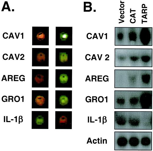 Fig. 3. Expression of TARP in PC3 cells results in altered gene expression. A, cDNA microarray analysis of gene expression in PC3-Vector cells versus PC3-TARP cells. Fluorescently labeled cDNAs derived from PC3-Vector and PC3-TARP total RNA were generated using Cy3- (green) or Cy5- (red) conjugated nucleotide analogues. These cDNAs were hybridized to a human ATC-6.4k-v6p11–030601 gene chip and analyzed using an Axon GenePix 4000 scanner. Left panel: Vector, Cy3; TARP, Cy5. Right panel, Vector, Cy5; TARP, Cy3. The hybridized spot relevant to each gene is shown. A representative of two experiments is shown. B, Northern blot analysis. Twenty μg total RNA for each PC3 cell line were run on a formaldehyde denaturing gel, blotted, and hybridized with a cDNA probe for each respective gene. The same filter was stripped and reprobed for all genes shown. The human β-actin RNA probe was used to verify equal loading. Exposure times for each gene are as follows: CAV1, 24 h; CAV2, 72 h; AREG, 24 h; GRO1, 24 h; IL-1β, 72 h; and actin, 4 h.