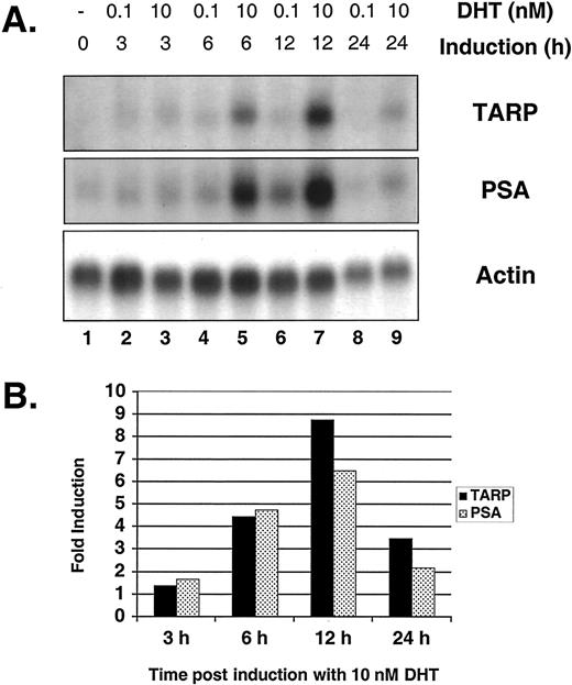 Fig. 4. TARP expression is regulated by androgens. Steady-state mRNA levels of TARP, actin, and PSA in LNCaP cells after 48 h of androgen deprivation (0 h) and at the specified time points (3, 6, 12, and 24 h) after being treated with 0.1 nm DHT (Lanes 2, 4, 6, and 8) or 10 nm DHT (Lanes 3, 5, 7, and 9). A representative of two experiments is shown. A, Northern blot analysis. Two μg poly(A) RNA for each time point were run on a formaldehyde denaturing gel, blotted, and hybridized with a cDNA probe for each respective gene. The same filter was stripped and reprobed for all genes shown. The human β-actin RNA probe was used to verify equal loading. Exposure times for each gene are as follows: TARP, 24 h; PSA, 6 h; and actin, 2 h. B, quantitation of the Northern blots. The signals in A were quantitated using the NIH Image 1.62 software. TARP and PSA signals were normalized against actin, and the fold induction by 10 nm DHT for each time point is shown.