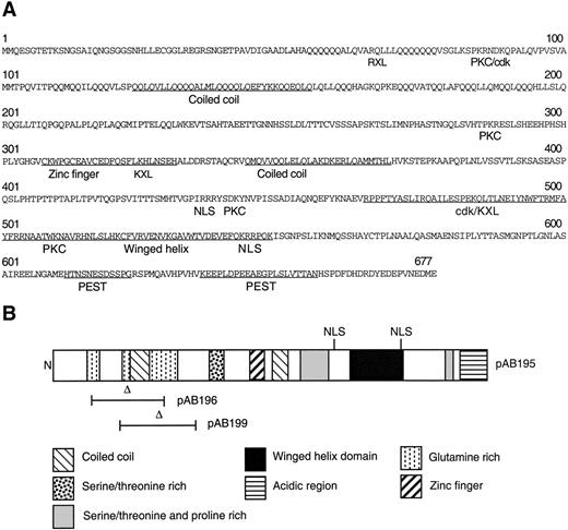 Fig. 2. Sequence analysis of the FOXP1 protein. A, amino acid sequence of the predicted protein product encoded by the cDNA in plasmid pAB195. Phosphorylation sites for protein kinase C (PKC), cdk protein kinase (cdk), and NLS are indicated underneath the protein sequence. B, schematic diagram of the FOXP1 protein indicating the location of predicted domains and motifs. The internal deletions within the proteins encoded by plasmids pAB196 and pAB199 are indicated by bars.
