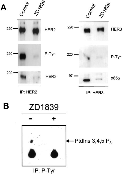 Fig. 5. ZD1839 disrupts HER2-HER3 association and PI3K activity. A, subconfluent, exponentially growing BT-474 cells in IMEM/10% FCS were treated or not with 1 μm ZD1839 for 20 h. After cell lysis, HER2 or HER3 were precipitated (IP) with specific antibodies. Precipitates were divided equally and subjected to immunoblot analysis using the indicated antibodies. Molecular weights in thousands are shown on the left of each panel. ZD1839 inhibited the basal association of HER3 with HER2 and with p85α without affecting HER3 or HER2 levels. B, after similar treatment, BT-474 cells were lysed, and cell lysates were precipitated with a P-Tyr monoclonal antibody and protein A-Sepharose as indicated in “Materials and Methods.” Immune complexes were next tested for PI3K activity in an in vitro reaction containing phosphatidylinositol 4,5-trisphosphate and [γ-32 P]ATP. Reaction products were separated by TLC and detected by autoradiography. The site of migration of PtdIns3,4,5P3 is indicated.