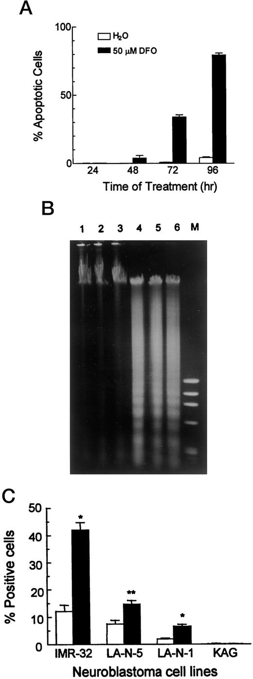 Fig. 1. DFO induces apoptosis in cultured human neuroblastoma cells. A, time course of DNA fragmentation by TUNEL assay. One million cells cultured in RPMI 1640 + 3% FBS were exposed to 50 μm DFO or water for 24, 48, 72, and 96 h. Floating and attached cells were pooled and fixed. Each value represents the mean of triplicate determinations from one of two independent experiments. A minimum of 500 cells was scored for the incidence of apoptosis in each determination. □, control with water;▪, with 50 μm DFO. Bar, SE. B, DNA fragmentation by DNA laddering. Cells were cultured with 50 μm DFO or water in RPMI 1640 + 3% FBS for 96 h. DNA was isolated separately from three cultures and dissolved in 10 μm Tris (pH 8.0) and 1μ m EDTA (pH 8.0) buffer. DNA (∼10 μg) was resolved by electrophoresis in 1% agarose gel and stained in ethidium bromide. Lanes 1–3, controls with water; Lanes 4–6, treated with 50 μm DFO for 96 h; Lane M, 100-bp ladder. C, pan-caspase activity by flow cytometry. One million cells were cultured in the presence of 50 μm DFO with or without 50 μmFeSO4 in RPMI 1640 + 3% FBS for 48 h. Pooled, floating, and attached cells were counted and incubated with the fluorescein-labeled inhibitor at 37°C for 1 h. Ten thousand cells were analyzed by single-color flow cytometry on the FL1 channel and the percentage of cells with pan-caspase activity was determined. Each value represents the mean of triplicate determinations from one of two independent experiments. Gating was used for LA-N-5 when clumping occurred. □, control with DFO and FeSO4; ▪, with 50 μm DFO only. Bar, SE; *, Student’s t test, one-tailed, P < 0.005; **, P < 0.0025.