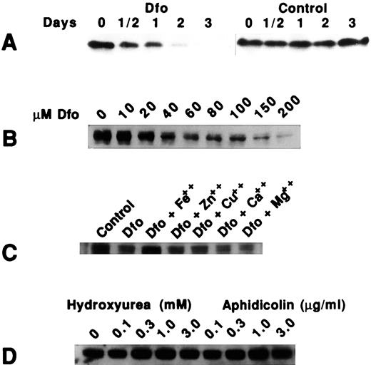 Fig. 2. Effect of DFO and hydroxyurea on cellular N-myc protein. Cells were cultured in RPMI 1640 + 10% FBS. Western blotting was performed loading equal amounts of protein/lane as described in“Materials and Methods.” The same experiment was repeated more than twice. A, time course. Cultures were exposed to 50μ m DFO or water for the indicated time intervals. B, dose response. Cultures were exposed to the indicated concentrations of DFO for 24 h. C, cultures were exposed for 30 h with no addition (control), with 50μ m DFO alone, or with 50 μm DFO and 50μ m FeSO4, ZnSO4,CuSo4, CaCl2, or MgCl2, as designated. The salts without DFO had no effect on N-myc(data not shown). D, cultures were exposed for 48 h to the indicated concentrations of hydroxyurea (in mm) or aphidicolin (in μg/ml).