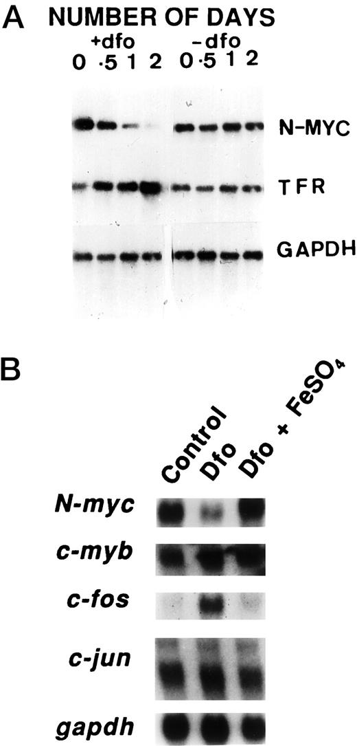Fig. 4. Effect of DFO on N-myc mRNA levels. A, time course. Cultures were exposed to 50μ m DFO or water and harvested at the timed intervals designated (in days). Cellular mRNA was prepared, electrophoresed, and blotted on Nytran as described by the manufacturer. B,cultures were exposed for 24 h to no addition (control), 50μ m DFO, or 50 μm DFO with 50μ m FeSO4. Northern blots were hybridized with N-myc and GAPDH as above, or with c-fos (0.6-kb fragment of exon 4 obtained by PCR),c-myb (EcoRI-EcoRI cDNA fragment), or c-jun (1.9-kb cDNA fragment).