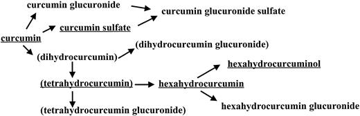 Fig. 7. Pathways of metabolism of curcumin described in this study. Underlined molecules have been characterized in terms of COX-2 inhibitory properties (see Fig. 6<$REFLINK>). Parentheses indicate generation of metabolites that have been previously identified in mice (13) but not observed here in human or rat hepatocytes or in rat plasma in vivo.