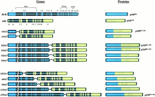 The BCR Gene and Philadelphia Chromosome-positive Leukemogenesis ...