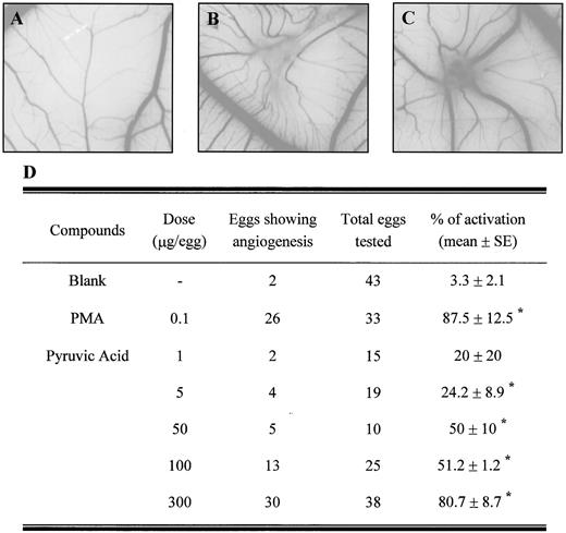 Fig. 1. Angiogenic effects of pyruvic acid on the chick CAM. CAM assay was performed as described in “Materials and Methods.” Angiogenesis was induced by thermanox coverslip in the absence (A) and presence (B) of pyruvic acid (300 μg) placed on the CAM surface of a 9-day-old chick embryo. C, PMA (0.1 μg) was used as a positive control. Angiogenic responses were scored as positive when the pyruvic acid-treated CAM showed an avascular zone similar to PMA-treated CAM, which had many vessels compared with control, and calculated by the percentage of positive eggs (D). ∗, P < 0.05 versus control.