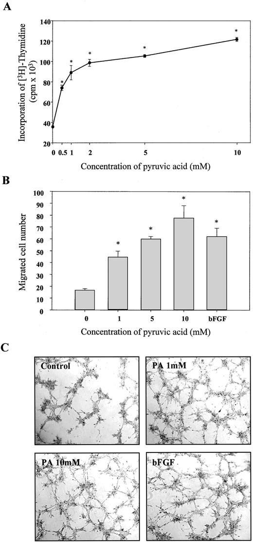 Fig. 3. Effect of pyruvic acid on in vitro angiogenesis of BAECs. Every angiogenesis assay was performed as described in “Materials and Methods.” A, increasing concentration of pyruvic acid elevated the proliferation of BAECs for 48 h. B, pyruvic acid promoted the ability of migration in BAECs for 4 h with dose-dependent manner. C, pyruvic acid stimulated the development of capillary-like structures (×40). bFGF (25ng/ml) is positive control. Data are means from three independent experiments performed in triplicate; bars, ± SE. ∗, P < 0.05 versus control.