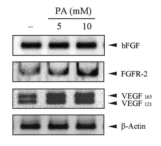 Fig. 4. Effect of pyruvic acid on the expression of angiogenesis-associated genes. RT-PCR analysis was performed as indicated in “Materials and Methods.” FGFR-2 and two different isoforms of VEGF165 and VEGF121 expression were increased by the treatment of pyruvic acid. Amplification of β-actin demonstrates comparable RNA amount and quantity among samples. PA, pyruvic acid.