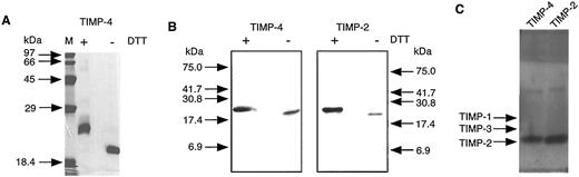 Fig. 1. SDS-PAGE, Western blot, and reverse zymographic analyses of purified recombinant human TIMP-4 and TIMP-2. A, purified TIMP-4 (1.8 μg/lane) reduced (+65 mm DTT; +DTT) or nonreduced (−DTT) was electrophoresed on a 13% SDS-PAGE gel and stained with Coomassie Brilliant Blue R-250. M, molecular mass markers (kDa). The TIMP-4 preparation was essentially pure with only minor contaminants present that were not immunoreactive with αC-TIMP-4 antibodies as shown on the Western blot in B. After electrophoresis on a 15% SDS-PAGE gel, TIMP-4 and TIMP-2 (100 ng/lane) samples were blotted as described under “Material and Methods.” C, reverse zymogram of purified recombinant TIMP-4 (TIMP-4) and TIMP-2 (TIMP-2; 50 ng/lane). The positions of TIMP-1, TIMP-2, and TIMP-3 standards are shown.