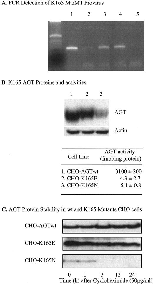 Fig. 5. A, PCR detection of K165 MGMT using primers of MGMT in CHO transfectants. Lane 1, AGT-wt; Lane 2, K165E expressed in cell mass; Lane 3, K165E clone; Lane 4, K165N clone; Lane 5, CHO parental cells (nontransfectants). B, expression of K165 AGT protein measured by Western blot, and AGT activities measured by HPLC method in CHO cells. Results are the mean ± SD of three independent experiments. C, comparison of the stability of wt AGT with K165-mutant AGT. Cells were incubated with cycloheximide (50 μg/ml) for 0–24 h. AGT protein was detected by Western blot.