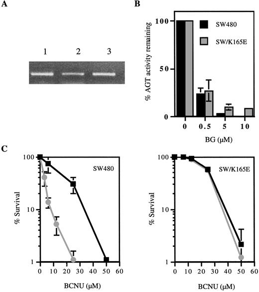 Fig. 7. A, PCR detection of K165 MGMT using primers of MFG vector/MGMT in cells. Lane 1, CHO-AGT wt; Lane 2, CHO-K165E AGT; Lane 3, SW/K165E AGT. B, comparison of the sensitivity of AGT to the inactivation of BG between SW480 and SW/K165 cell lines. Cells were treated with 0.5–10 μm BG for 2 h, and activity was measured by HPLC. SW480 cells were more sensitive to BG inactivation than were SW480 cells that were transfected with K165E-mutant MGMT (SW/K165E). C, comparison of BCNU cytotoxicity with or without BG between the SW/K165E cells and SW480 cells. (▪), cells were treated with BCNU (0–50 μm) alone for 2 h; (•), cells were treated with BG (10 μm) for 2 h before 2-h exposure to BCNU.