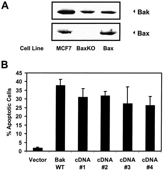 Fig. 1. Expression of BAK and BAX in HCT116 cells. A, immunoblot analysis of BAX and BAK in HCT116Bax (Bax+/−), HCT116BaxKO (Bax−/−), and MCF-7 cells. B, transient apoptosis assay of Bak cDNA clones. The various cDNA constructs were transfected in MCF-7 cells along with the β-gal reporter construct and the percentage of apoptotic cells among the transfected cells were quantified. Bars, SD.
