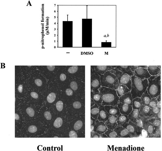 Fig. 4. Phosphatase inhibition and tyrosine phosphorylation induced by menadione. A, inhibition of recombinant human CD45 PTPase by menadione. Phosphatase activity of the isolated enzyme was analyzed without (−) or with prior exposure for 15 min to DMSO (as vehicle control; 0.05%, v/v) or menadione (M, 50 μm). Data are means of three independent experiments ± SD. a, significantly different from −; b, significantly different from DMSO control (P < 0.05 as determined by ANOVA with Student-Newman-Keuls test). B, immunocytochemistry analysis of tyrosine phosphorylation of control- (DMSO as vehicle) and menadione-treated (50 μm for 30 min) WB-F344 cells. Nuclei were stained with 4′,6-diamidino-2-phenylindole. The photographs are representative of two separate experiments performed in duplicate.
