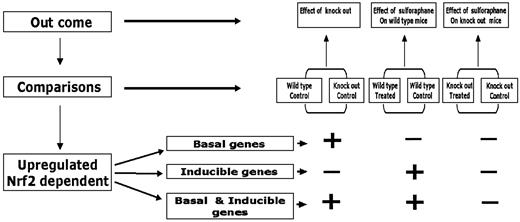 Fig. 1. Schematic depicting the strategy for comparison and analysis of transcriptional profiles obtained from microarray using the Affymetrix Murine Genome U74A version 2 arrays that contain probes for detecting ∼6000 well-characterized genes and 6000 expressed sequence tags. Wild type, nrf2 +/+ mice; knock out, nrf2 −/− mice.