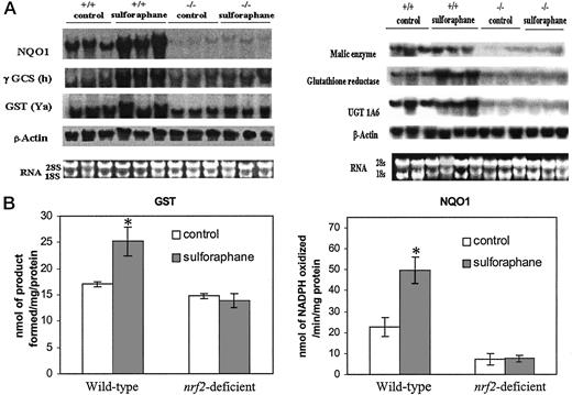Fig. 2. A, Northern blot analysis of mRNA levels of NQO1, GST (Ya), GCS (h), UGT, malic enzyme, and glutathione reductase in small intestine of wild-type [nrf2 (+/+)] and nrf2-deficient [nrf2 (−/−)] mice treated with either vehicle (corn oil) or sulforaphane to show the basal and inducible expression. B, GST and NQO1 activities in the cytosolic fractions of small intestine of wild-type [nrf2 (+/+)] and nrf2-deficient [nrf2 (−/−)] mice treated with vehicle (corn oil) or sulforaphane. The activities of both enzymes are elevated only in sulforaphane-treated nrf2+/+ mice. Values represent means (n = 3); bars, SE. ∗, significantly greater from control of same genotypes, P < 0.05 (analyzed by Student’s t test).